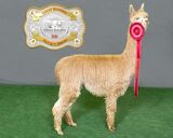 alpaca for sale