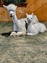Celeste with her cria, Ebfort's Inspector