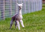 Ebfort's Petra - 3 days old