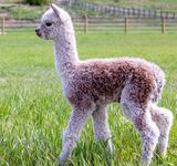 Petra - great conformation and fleece!