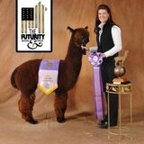 Crystal Spartan - Constance's Sire