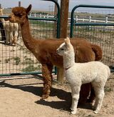 Avalanche and Dam - Ambrielle's Elysia