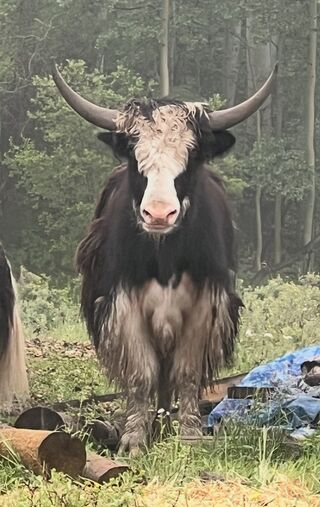 Photo of CWR Leonidas 24