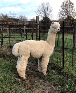 Photo of BENTLEY'S ACCOYO BRAVADO 