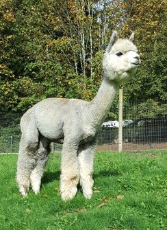 Photo of Argenta Granite's Equinox