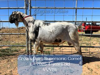 Photo of *B Crow’s Dairy Supersonic Comet