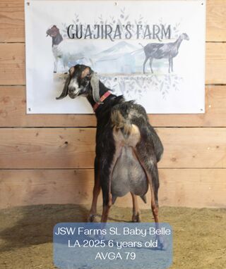 Photo of JSW Farms SL Baby Belle 2*M