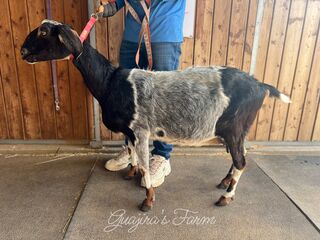 Photo of Crow’s Dairy Bernita 18*M