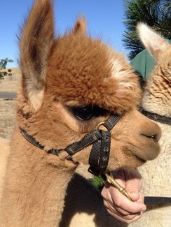 Photo of EILONWY of Stirling Ridge