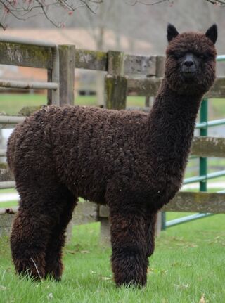Photo of SA Diamante's Mataro