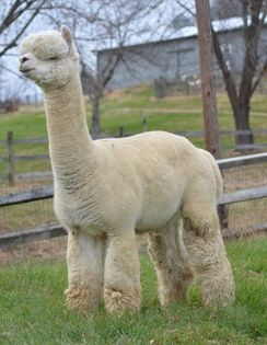 Photo of ACCOYO AMERICA ZEUS