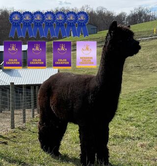 Photo of Irish Meadows' Jaxon