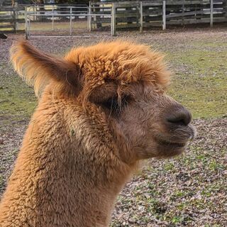 Photo of Windy's Jasper