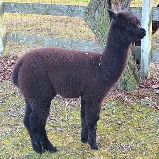 Photo of Windy's Cleopatra
