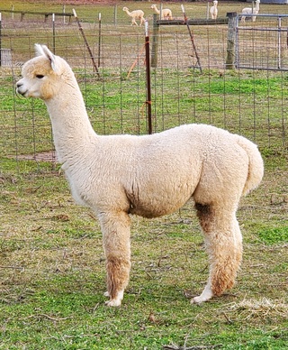 Photo of Snow Diamond Bocephus