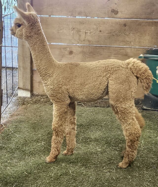 Margery-Ray Alpacas