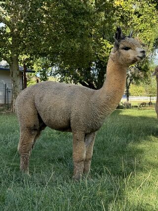 Photo of Arapaho Poseidonn's PHANTOM