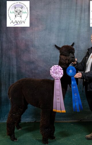 Photo of ASPEN ALPACAS BRUSSELS