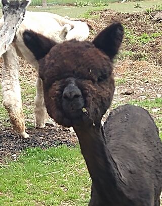 Photo of ASPEN ALPACAS TARDIE