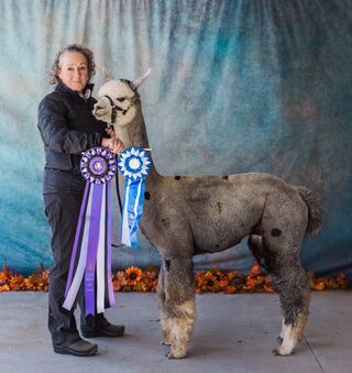 Photo of ASPEN ALPACAS THE DUKE