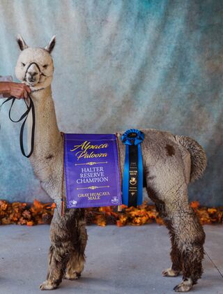 Photo of ASPEN ALPACAS NOBLE RIVER