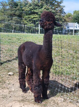 Photo of SHADOW'S ROCKSTAR