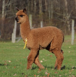 Majestic's Fast and Furious - Lot 32 - 2014 Futurity