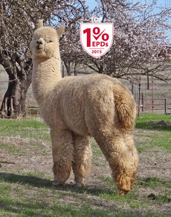Photo of Accoyo America Hawkeye AC020