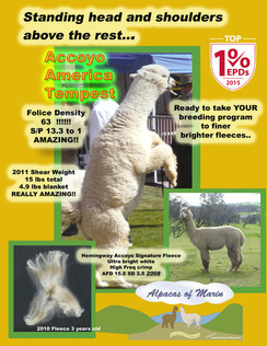 Photo of Accoyo America Tempest