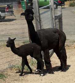 Photo of Gallant Deed's Cocopuff