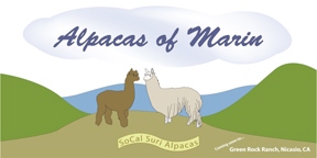 Alpacas of Marin