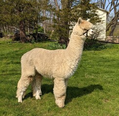 Photo of Solars Atlas of Buck Brook