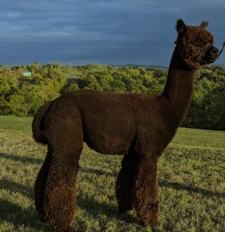 Photo of Estates ZORRO the Magnificent