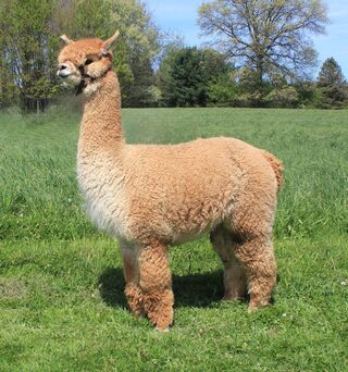 Photo of Asgard-Acres Freydis