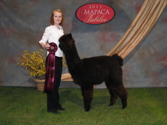 Photo of Silver Ley's Shenandoah Lexi