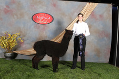 Photo of Silver Ley's Sophia