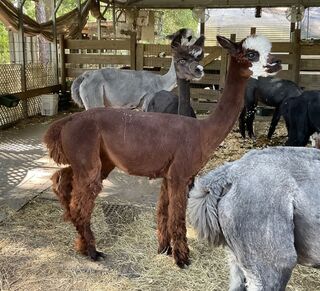 Photo of Heidi of Little Creek Alpacas