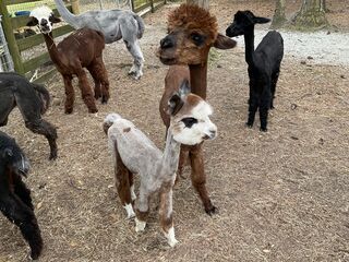 Photo of Little Creek Alpacas Victoria Rose
