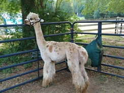 Photo of ELK Prince of Luck