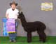 26x Champion planned service Sire, Stradivarius!
