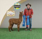 2022 GWAS & RMAS Halter & W-Fleece