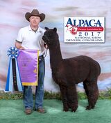 Potential Service Sire - 13x Black Maelstrom