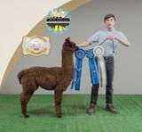 2022 GWAS & RMAS Halter