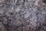 Miranda's shorn juvie fleece