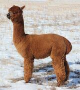 Oraine, example of Axios x Danica (her aunt)