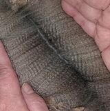 Lilac fleece in Jan '23