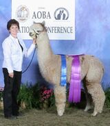 Lilac's maternal G.Sire - Addonis
