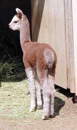 Lilac's Maternal 1/2 sister - Grace