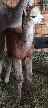 Lilac's Maternal 1/2 sister - Loraleigh