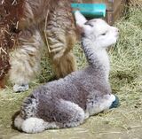 Lilac's Maternal 1/2 brother - Ultra